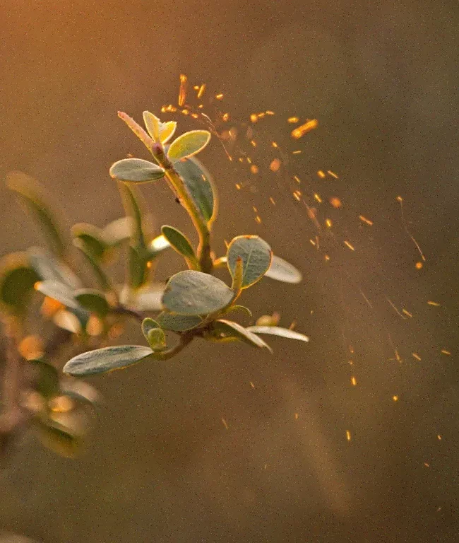 cistus absolute amber sparkles