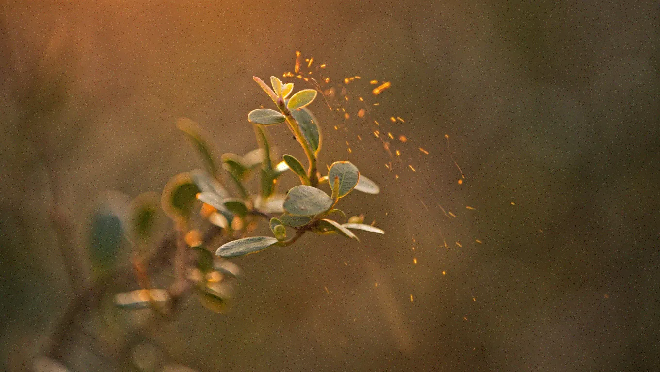 cistus absolute amber sparkles